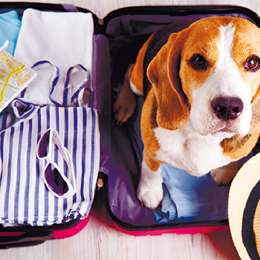Pet Tourism